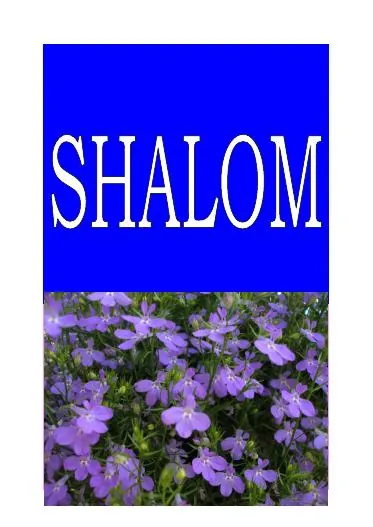 Titelbild: SHALOM - Tr 19.2